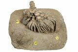 Fossil Crinoid With Starfish & Brachiopod - Crawfordsville, Indiana #188702-1